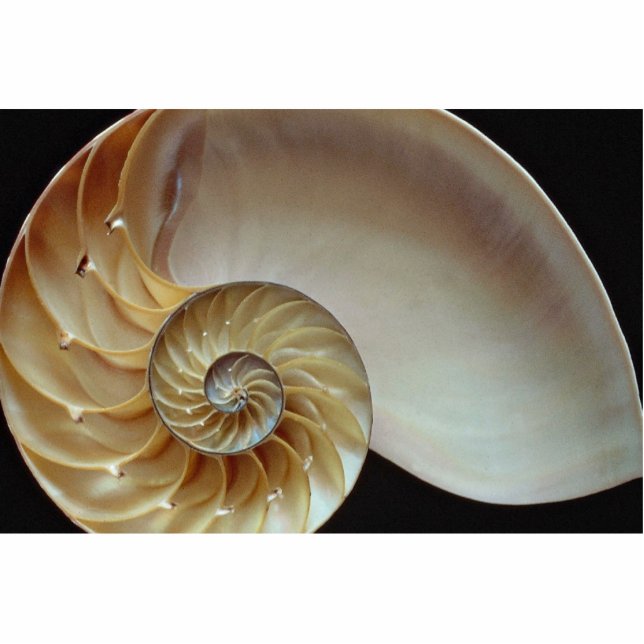 Prachtige schelp van Nautilus Staand Fotobeeldje (Voorkant)