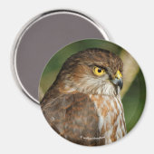 Prachtige shap-Shinned Hawk komt uit A-Callin' Magneet (Voorkant / Achterkant)
