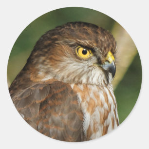 Prachtige shap-Shinned Hawk komt uit A-Callin' Ronde Sticker