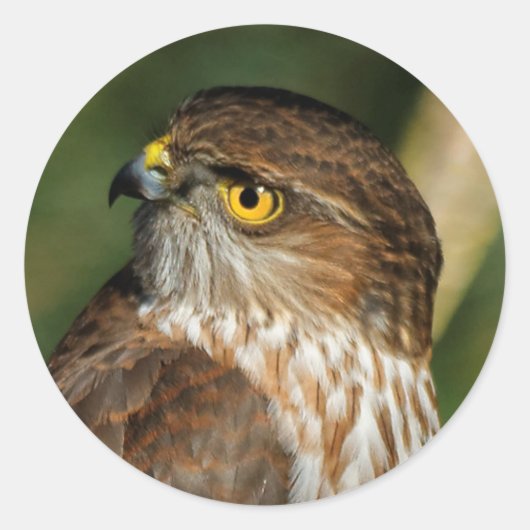 Prachtige shap-Shinned Hawk komt uit A-Callin' Ronde Sticker (Voorkant)