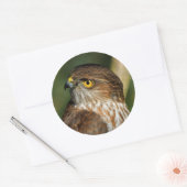 Prachtige shap-Shinned Hawk komt uit A-Callin' Ronde Sticker (Envelop)