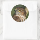 Prachtige shap-Shinned Hawk komt uit A-Callin' Ronde Sticker (Tas)