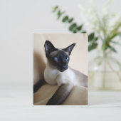 Prachtige Siamese Cat Face Briefkaart (Staand voorkant)