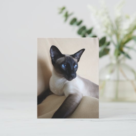 Prachtige Siamese Cat Face Briefkaart (Staand voorkant)