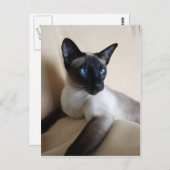 Prachtige Siamese Cat Face Briefkaart (Voorkant / Achterkant)