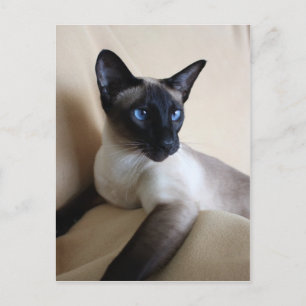 Prachtige Siamese Cat Face Briefkaart