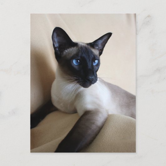 Prachtige Siamese Cat Face Briefkaart (Voorkant)