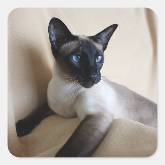 Prachtige Siamese Cat Face Vierkante Sticker (Voorkant)