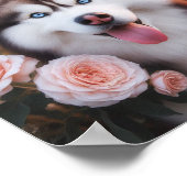 prachtige Siberische Husky met blauwe ogen Poster (Hoek)
