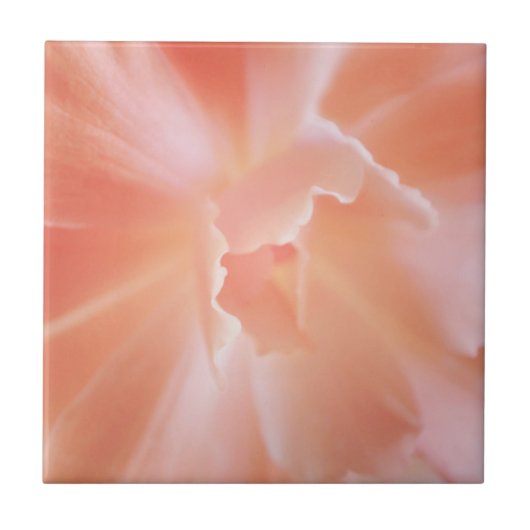 Prachtige Soft Salmon Colour Begonia Tegeltje (Voorkant)