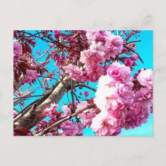 Prachtige Spring Cherry Blossom Digital Painting Briefkaart (Voorkant)