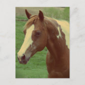 Prachtige Spring Paint Horse Merrie Briefkaart (Voorkant)