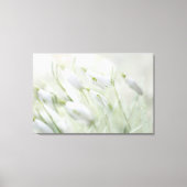 Prachtige Spring White Flowers Canvas Afdruk (Voorkant)