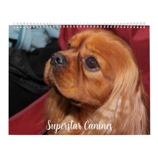 PRACHTIGE SUPERSTER HONDEN KALENDER (Hoes)