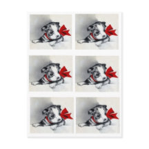 Prachtige  terrier Puppy Boston