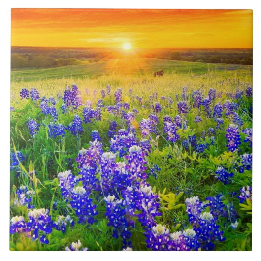 prachtige Texas bluebonnets Tegeltje (Voorkant)