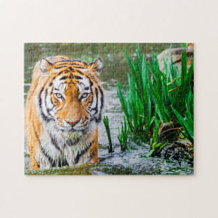 prachtige Tiger Puzzle Legpuzzel