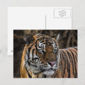 Prachtige Tiger Sleek Wildcat Face Briefkaart (Voorkant / Achterkant)