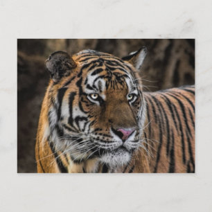 Prachtige Tiger Sleek Wildcat Face Briefkaart
