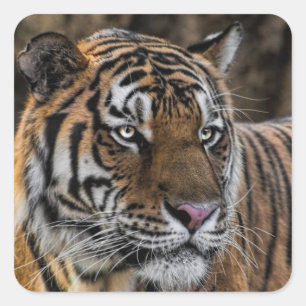 Prachtige Tiger Wildcat Face Vierkante Sticker