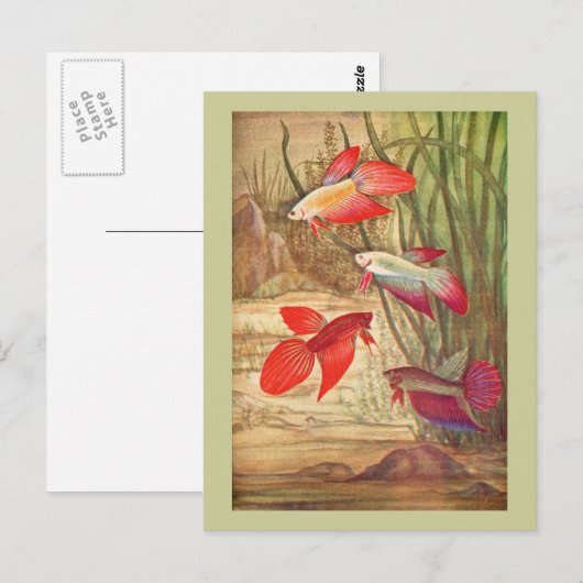 Prachtige tropische vissoorten Briefkaart (Voorkant / Achterkant)