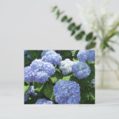 Prachtige tuin, Hydrangea Bloemen Foto Briefkaart (Staand voorkant)