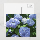 Prachtige tuin, Hydrangea Bloemen Foto Briefkaart (Voorkant / Achterkant)