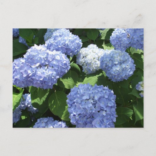 Prachtige tuin, Hydrangea Bloemen Foto Briefkaart (Voorkant)