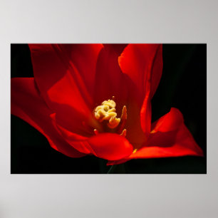 Prachtige tulpenbloemenfotografie poster