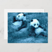 Prachtige verbazingwekkende Panda's Briefkaart (Voorkant / Achterkant)