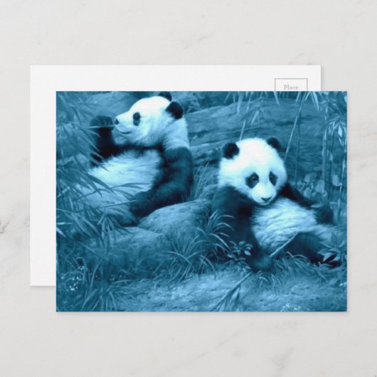 Prachtige verbazingwekkende Panda's Briefkaart (Voorkant / Achterkant)