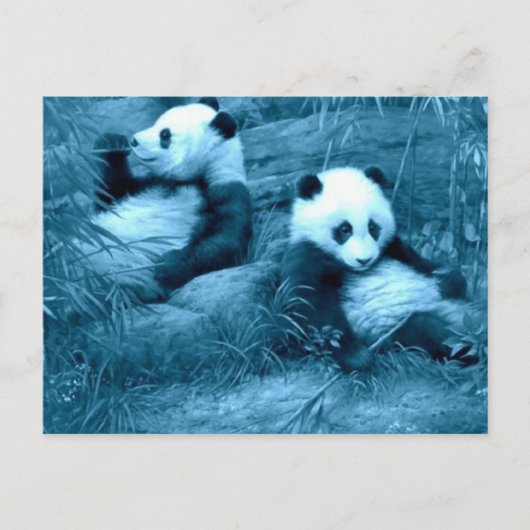 Prachtige verbazingwekkende Panda's Briefkaart (Voorkant)