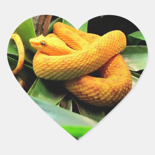 Prachtige Viper Hart Sticker (Voorkant)