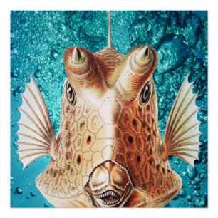 Prachtige Vissen Kunst door Earnst Haeckel Perfect Poster