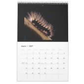 Prachtige vlinders en rupsen kalender (Mar 2027)