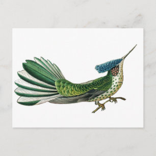 Prachtige vogel van het paradijs afbeelding briefkaart