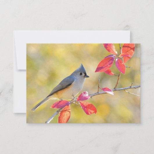 Prachtige vogelfoto | Close-up | oprecht Kaart (Voorkant)