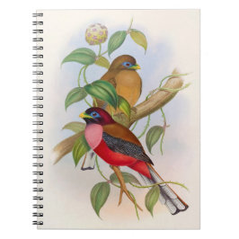 Prachtige vogelillustratie kleurrijk notitieboek
