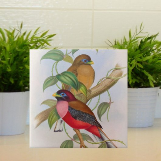 Prachtige  vogelillustratie kleurrijk tegeltje