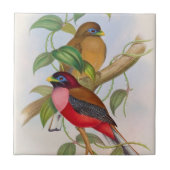 Prachtige  vogelillustratie kleurrijk tegeltje (Voorkant)