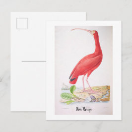 Prachtige vogels van Brazilië - Ibis Rouge Briefkaart
