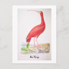 Prachtige vogels van Brazilië - Ibis Rouge Briefkaart