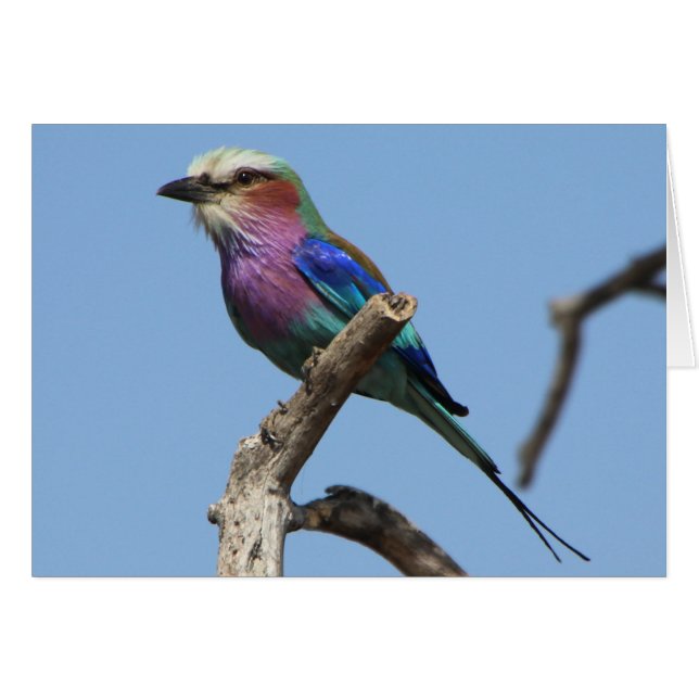 Prachtige vogelsoort Kaart (Voorkant Horizontaal)