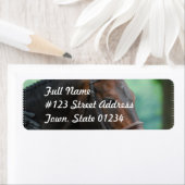 Prachtige Warmblood Paard Mailing Labels (Insitu)