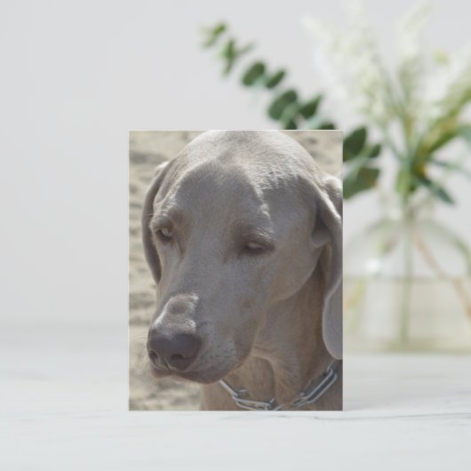 Prachtige Weimaraner Briefkaart (Staand voorkant)