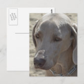 Prachtige Weimaraner Briefkaart (Voorkant / Achterkant)