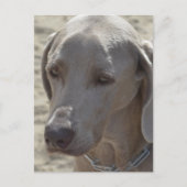 Prachtige Weimaraner Briefkaart (Voorkant)