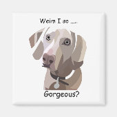 Prachtige Weimaraner magnet (Voorkant)