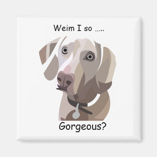 Prachtige Weimaraner magnet