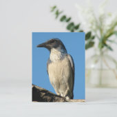 Prachtige Westerne scrub Jay Briefkaart (Staand voorkant)